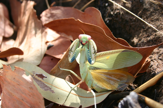 praying-mantis-bininj-kunwok-names-for-plants-and-animals